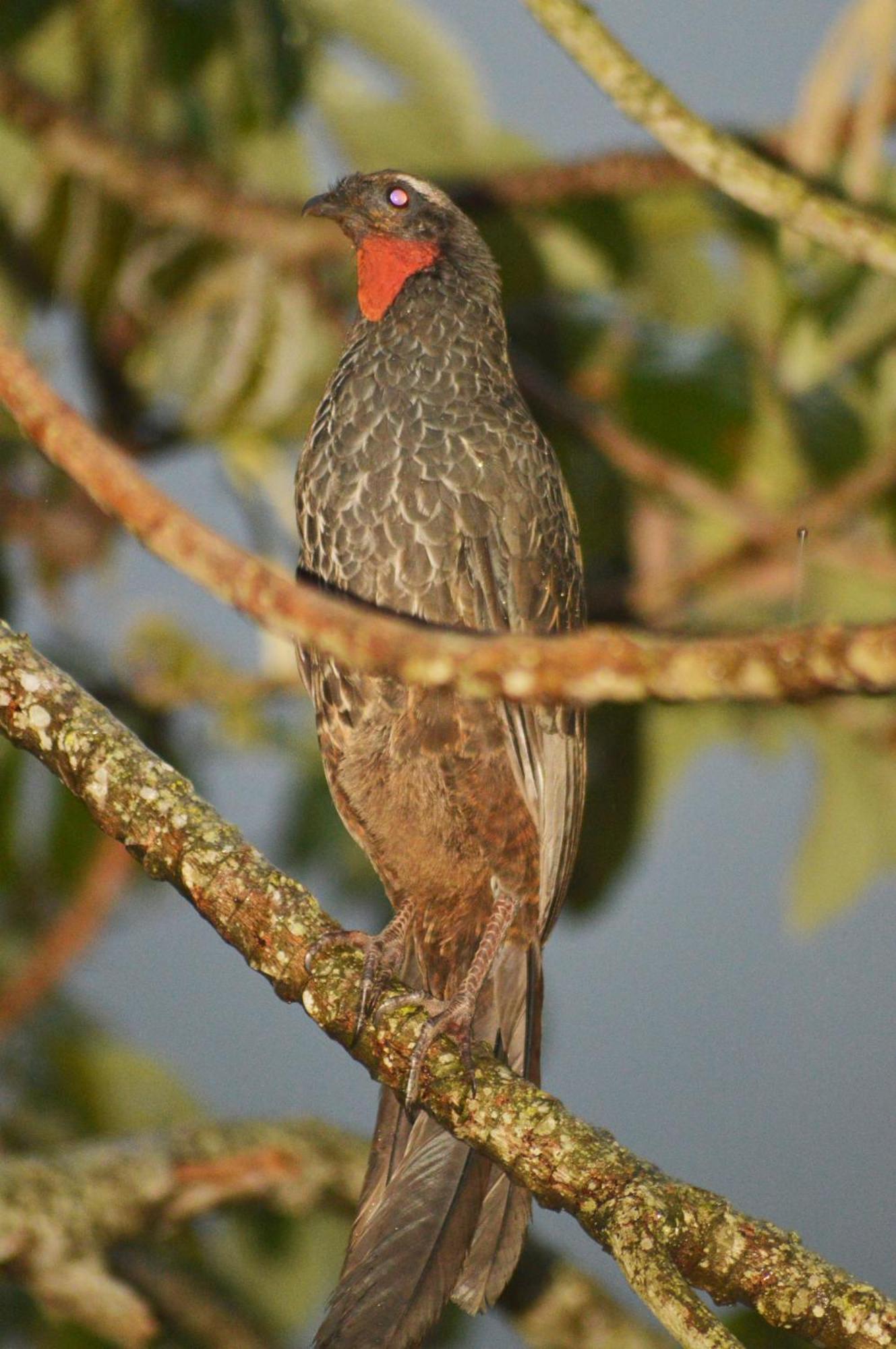 Cozy Tiny In Joatinga Río de Janeiro